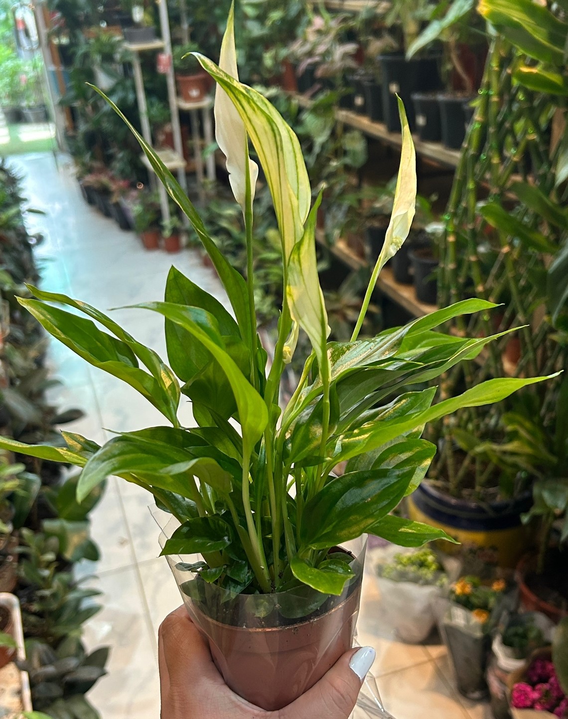 Buy Spathiphyllum - Peace Lily - Type 1 Online| Qetaat.com